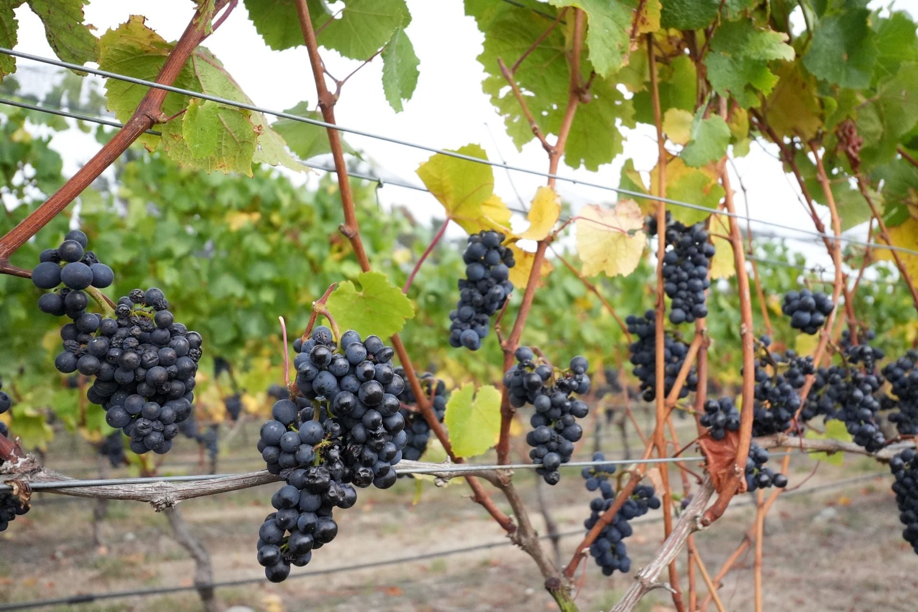 URLAR Friends - Autumn 2025 Issue